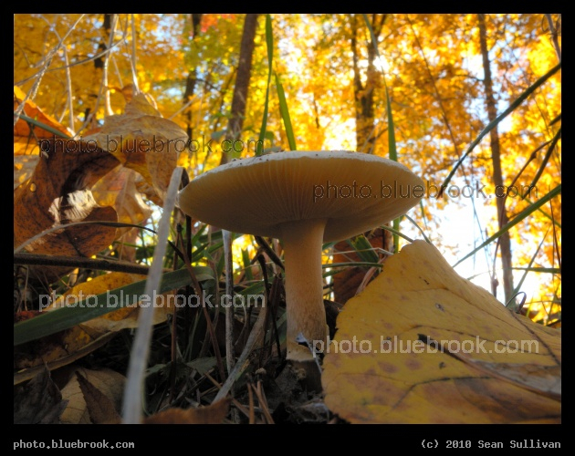 Mushroom in the Forest - Near Marlowe, WV