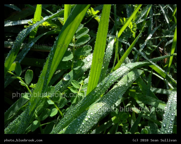 Pennsylvania Grass - Morning dew, Carlisle PA