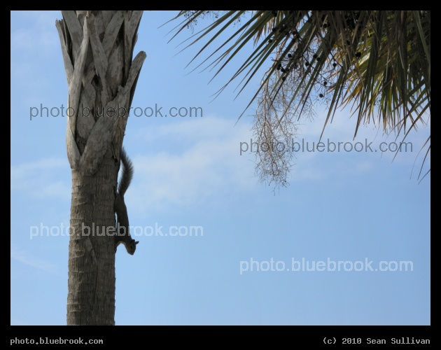 Squirrel on Palm Tree - Satellite Beach, FL