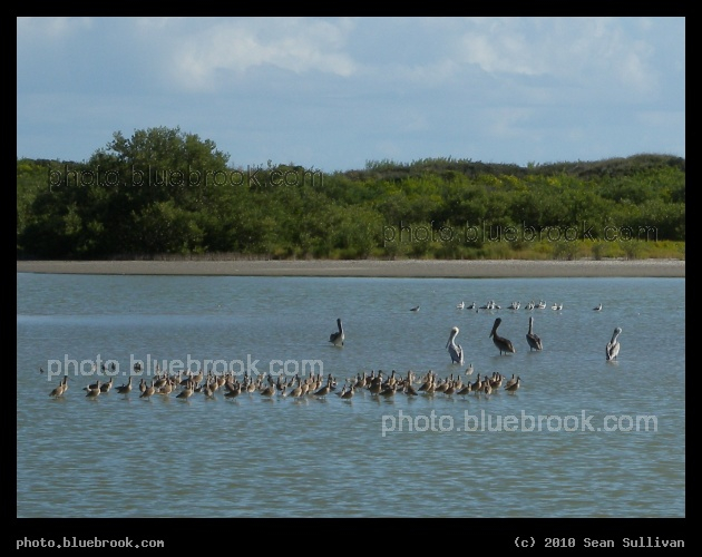 Cluster of Birds - Eastern willets, dunlins, pelicans and gulls at the Kennedy Space Center, from the dike southeast of launch pad 39-A