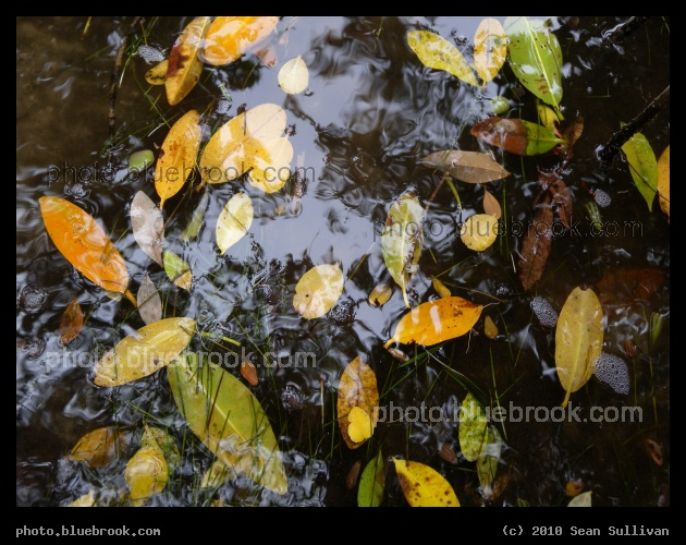 Leaves in the Water - Kennedy Space Center, remote camera site 3