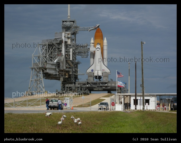 Shuttle with Ibis - Space shuttle Discovery at Kennedy Space Center launch pad 39-A, with a flock of ibis in the foreground