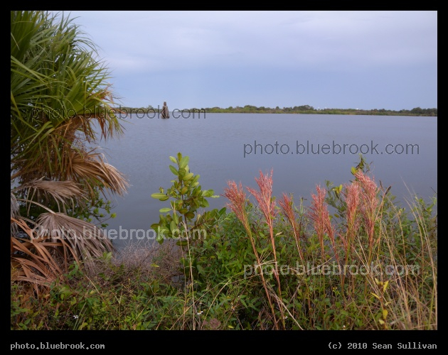 Barge Canal Waterfront - Vegetation along the edge of the barge canal at the Kennedy Space Center press site