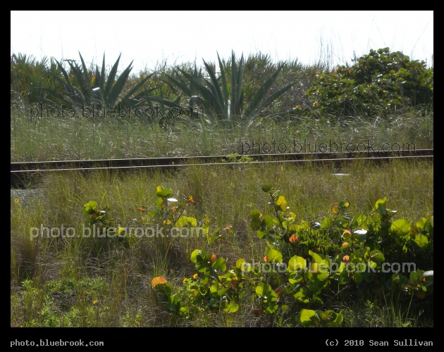 Beachside Railroad - Vegetation along a railroad track between Beach Road and the Atlantic Ocean at the Kennedy Space Center