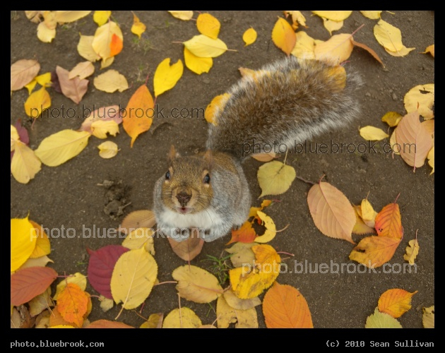 November Squirrel - Boston Common, Boston MA