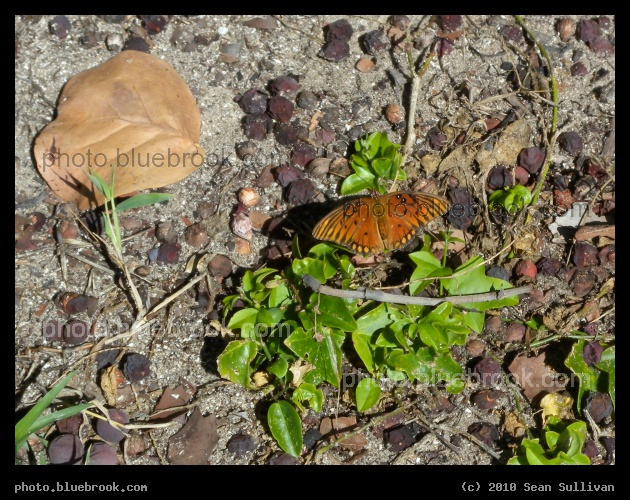 Melbourne Butterfly - Melbourne FL
