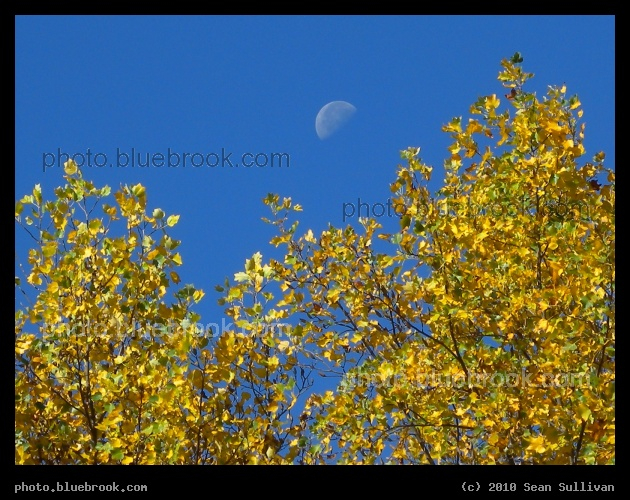Moon on an Autumn Morning - The setting gibbous moon in the early morning over autumn trees, Statesboro NC