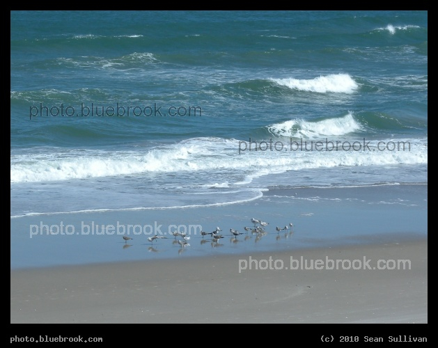 Seagulls and Waves - Atlantic Ocean, Melbourne FL