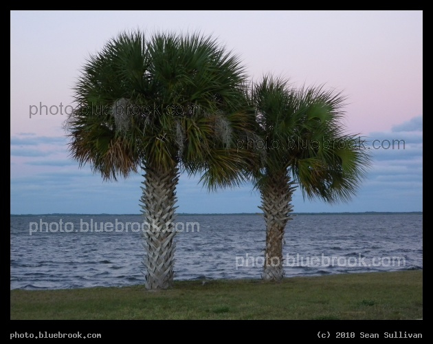 Two Palm Trees at Dusk - Along the Indian River, Titusville FL