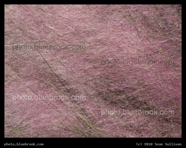 Poofy Pink Plant - Eau Gallie, FL
