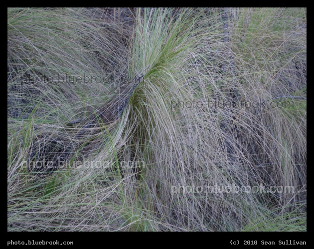 South Carolina Grasses - North of Columbia, SC