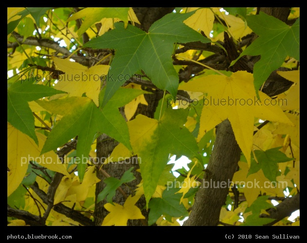 Palmate Leaves - Brookline MA