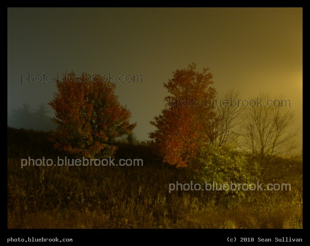 Matamoras Shrubbery - A night view of a hillside beside the Pennsylvania visitor center along Interstate 84, Matamoras PA