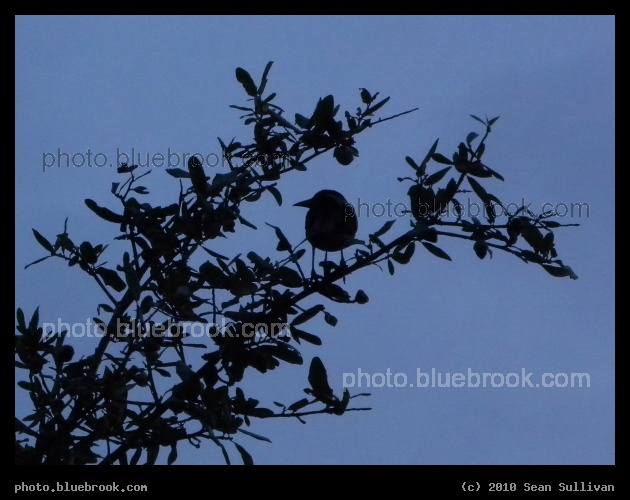 Bird in the Branches - Cocoa, FL