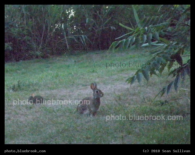 Land of Bunnies - Two rabbits at dusk in MacDonald Park, Mystic River Reservation, Medford MA