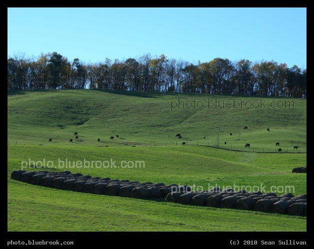Cows on a Hillside - Near Greenville, VA