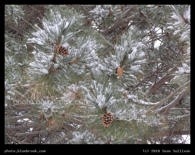 Cones, Branches and Snow - Mystic River Reservation, Somerville MA