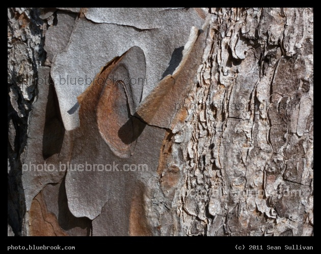 Bark Patterns - An evergreen tree, south of Jacksonville FL