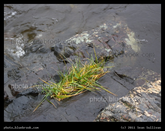 Grass, Rocks and River - Grasses growing in a niche on the Saco River, Saco ME