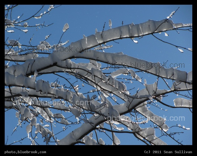 Icy Branches - Cambridge MA