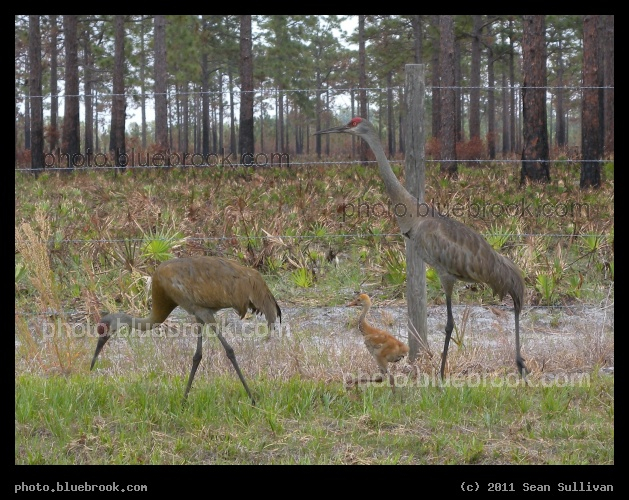 Family of Sandhill Cranes - Near Kenansville, FL