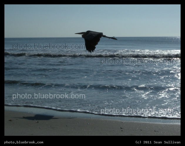 Blue Heron in Flight - Satellite Beach, FL
