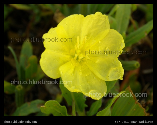 Yellow Flower with Raindrops - On the Eau Gallie Causeway after an afternoon shower, Melbourne FL