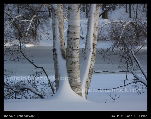 Birch in the Snow - Along the banks of the Muddy River, Brookline MA