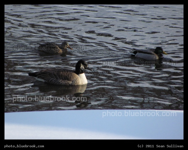 Duck Duck Goose - Muddy River, Brookline MA
