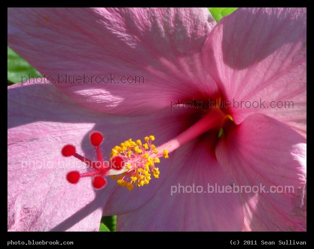 Melbourne Hibiscus - Melbourne, FL