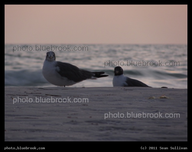 Two Birds on the Beach - Sarasota FL