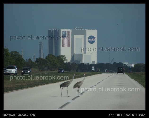 Road to the VAB - Two sandhill cranes at the Kennedy Space Center, FL
