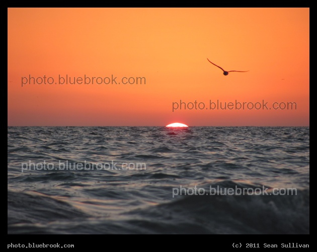 Gulf Sunset - Sarasota FL