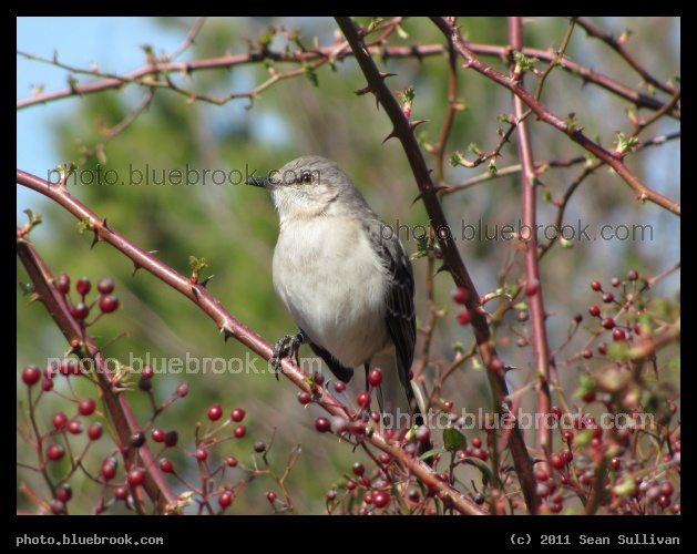 Northern Mockingbird - Eastern Shore of Virginia National Wildlife Refuge