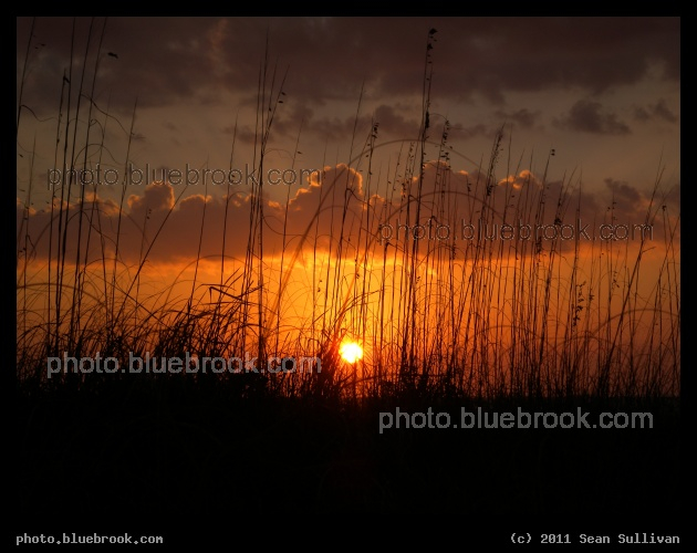 Veiled Sunset - Sarasota FL