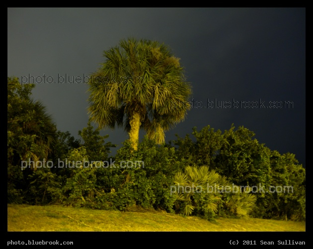 Tree in the Night - A time exposure brings out a palm tree at night illuminated by a streetlight, Palm Bay FL