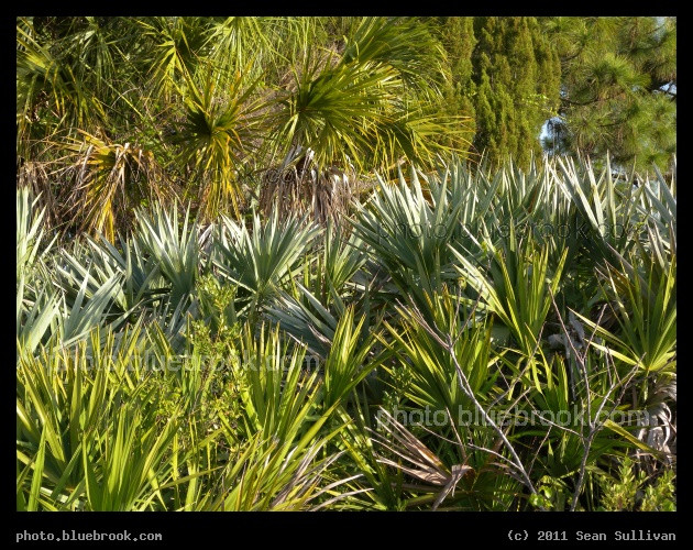 Layers of Palmetto - Bands of color among layers of palmettos and palm trees, Melbourne FL
