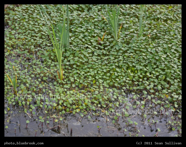Aquatic Plantlets - At a small pond, Titusville FL