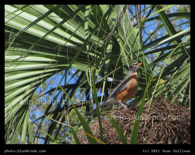 Robin in a Palm Tree - Eau Gallie, FL