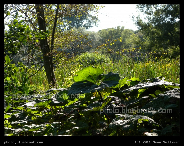 Leafy - Arboretum, Jamaica Plain MA