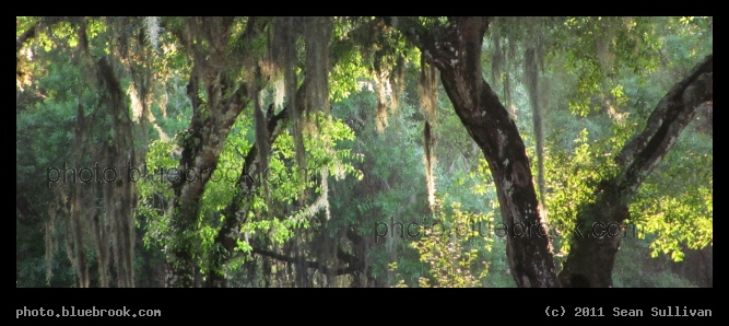 Myakka Panorama - Live Oak trees at Crane Park, Myakka City FL