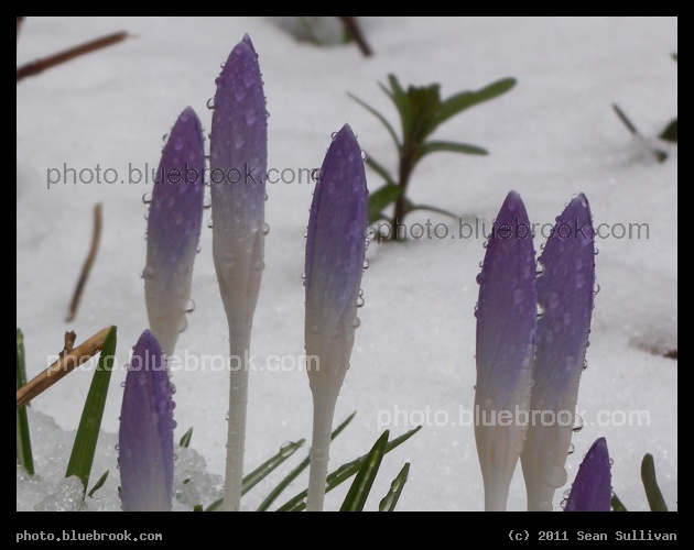 Crocus Spires in the Snow - A snowfall in early spring, Somerville MA