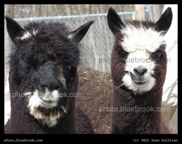 Crias of 2010 - Two young alpacas (Ampere and Lanoche)
