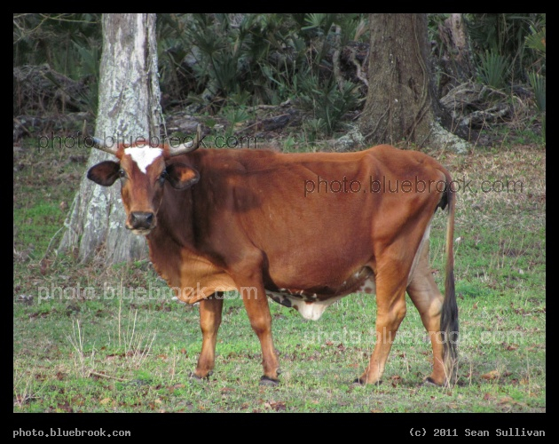Observant Cow - Daytona Beach, FL