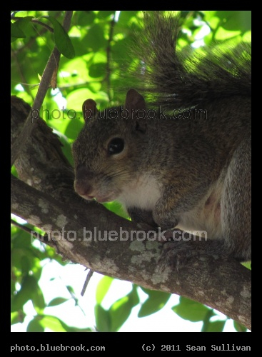 Eau Gallie Squirrel - Eau Gallie, FL