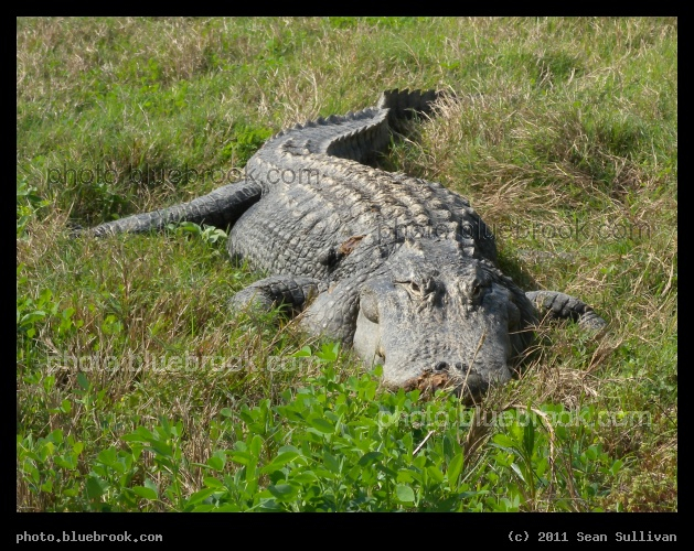 Alligator in the Grass - Southeast of Kennedy Space Center launch pad 39-A, at the entrance to the access road along the dike used for remote camera launch photography