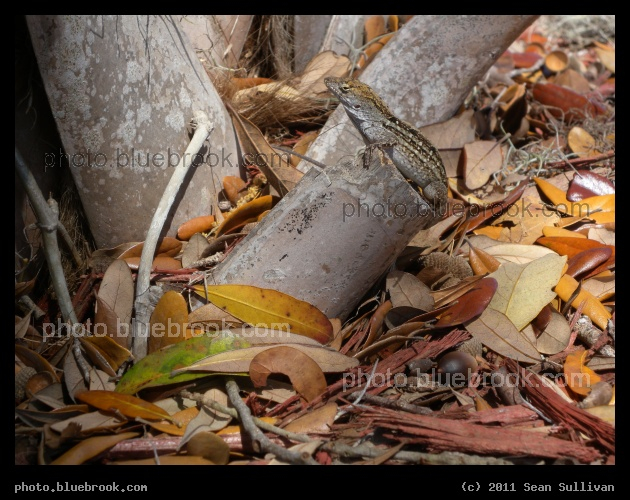 Camoflauged Lizard - Anole in Bradenton, FL