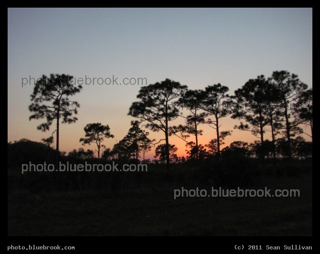 Pines after Sunset - Near Kenansville, FL