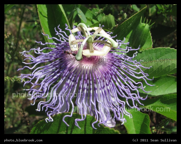 Passion Flower - Dike Road, Kennedy Space Center FL