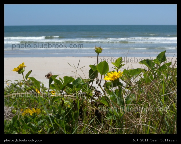 Flowers on the Beach - Along the Atlantic Ocean shoreline, Kennedy Space Center FL
